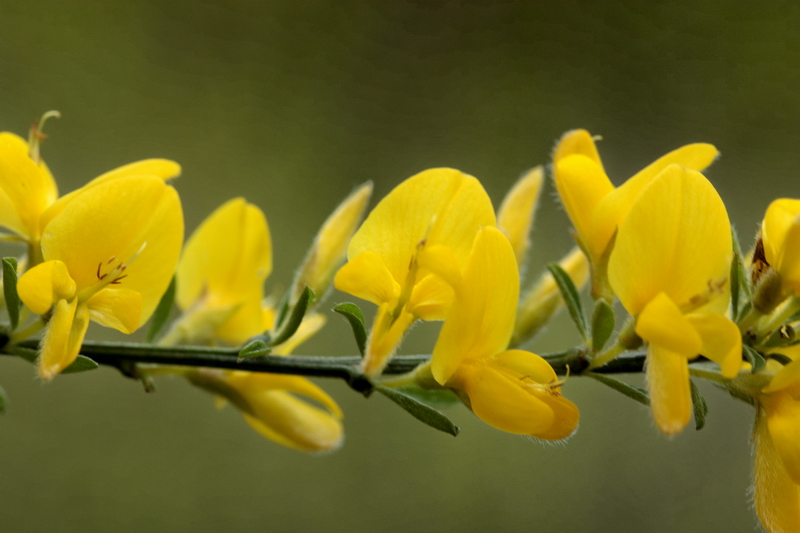 piantina a fiori gialli - Genista cfr.pilosa